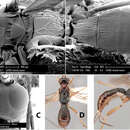 Image of Heterospilus jennieae Marsh