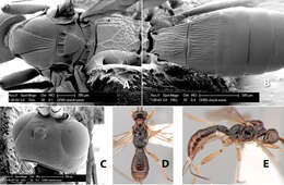 Image of Heterospilus jennieae Marsh