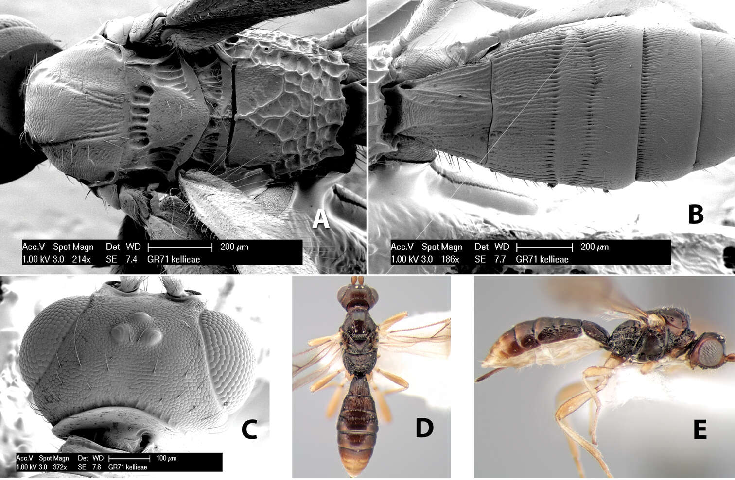 Image of Heterospilus kellieae Marsh