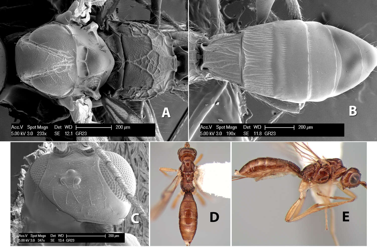 Image of Heterospilus kikapu Marsh