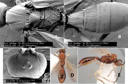 Image of Heterospilus lasalturus Marsh