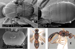 Image of Heterospilus leenderti Marsh