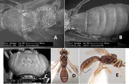 Image of Heterospilus lenca Marsh