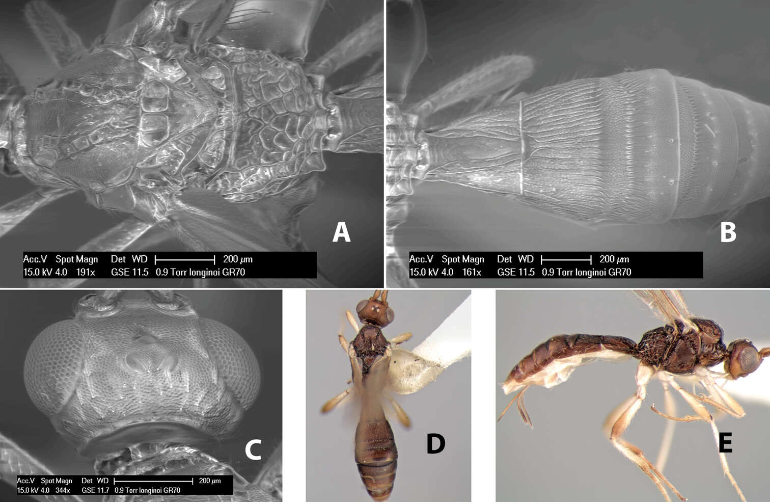 Image of Heterospilus longinoi Marsh