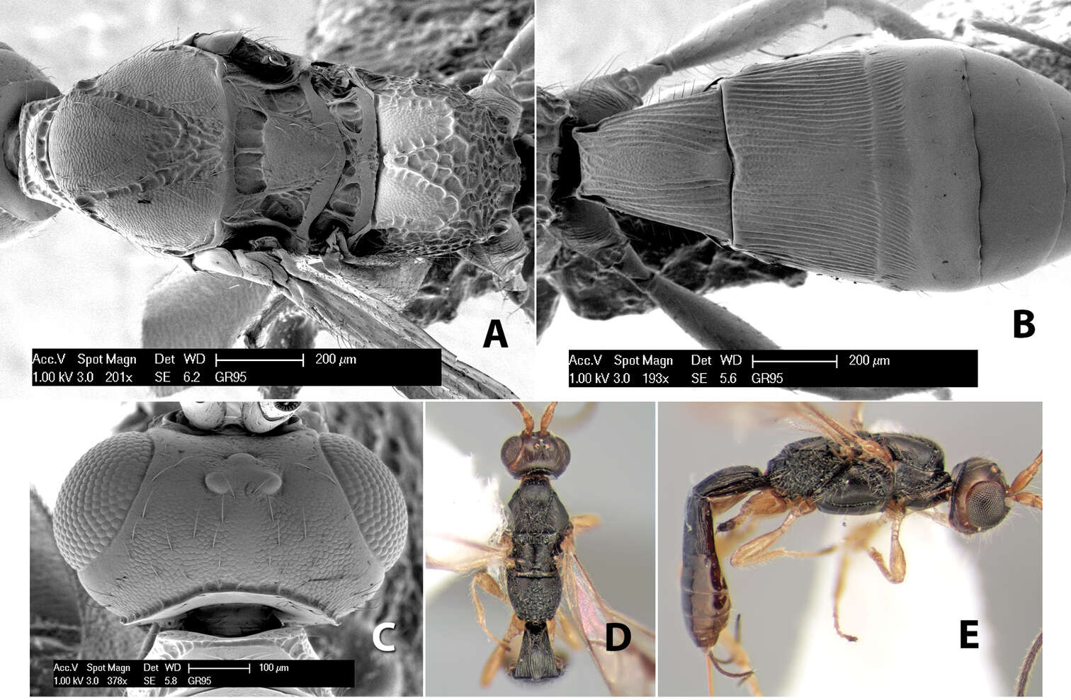 Image of Heterospilus longisulcus Marsh