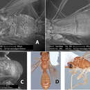 Sivun Heterospilus microstigmi Richards 1935 kuva