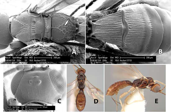 Image of Heterospilus fischeri Belokobylskij 1983