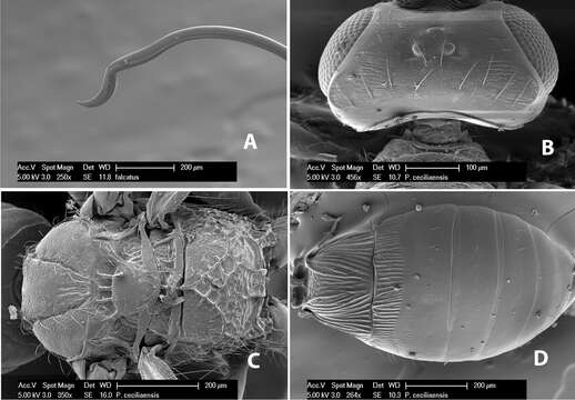 Image of Neoheterospilus