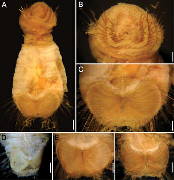 Image of Caulleryaspis nuda Salazar-Vallejo & Buzhinskaja 2013