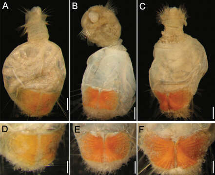 Image of Sternaspis maureri Salazar-Vallejo & Buzhinskaja 2013