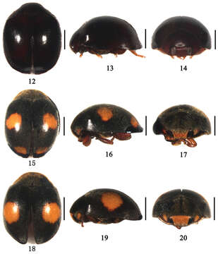 Image of <i>Aspidimerus esakii</i> Sasaji 1968