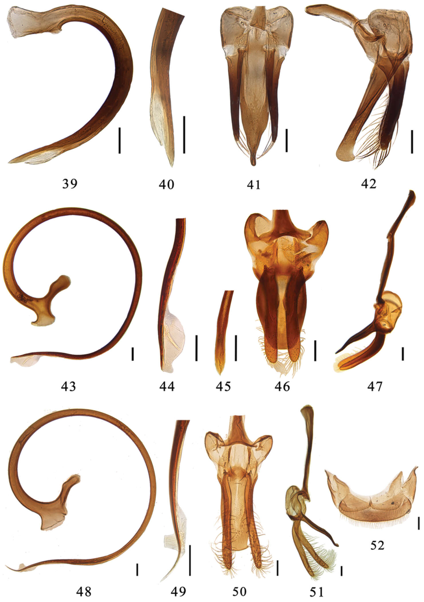 Sivun <i>Aspidimerus esakii</i> Sasaji 1968 kuva