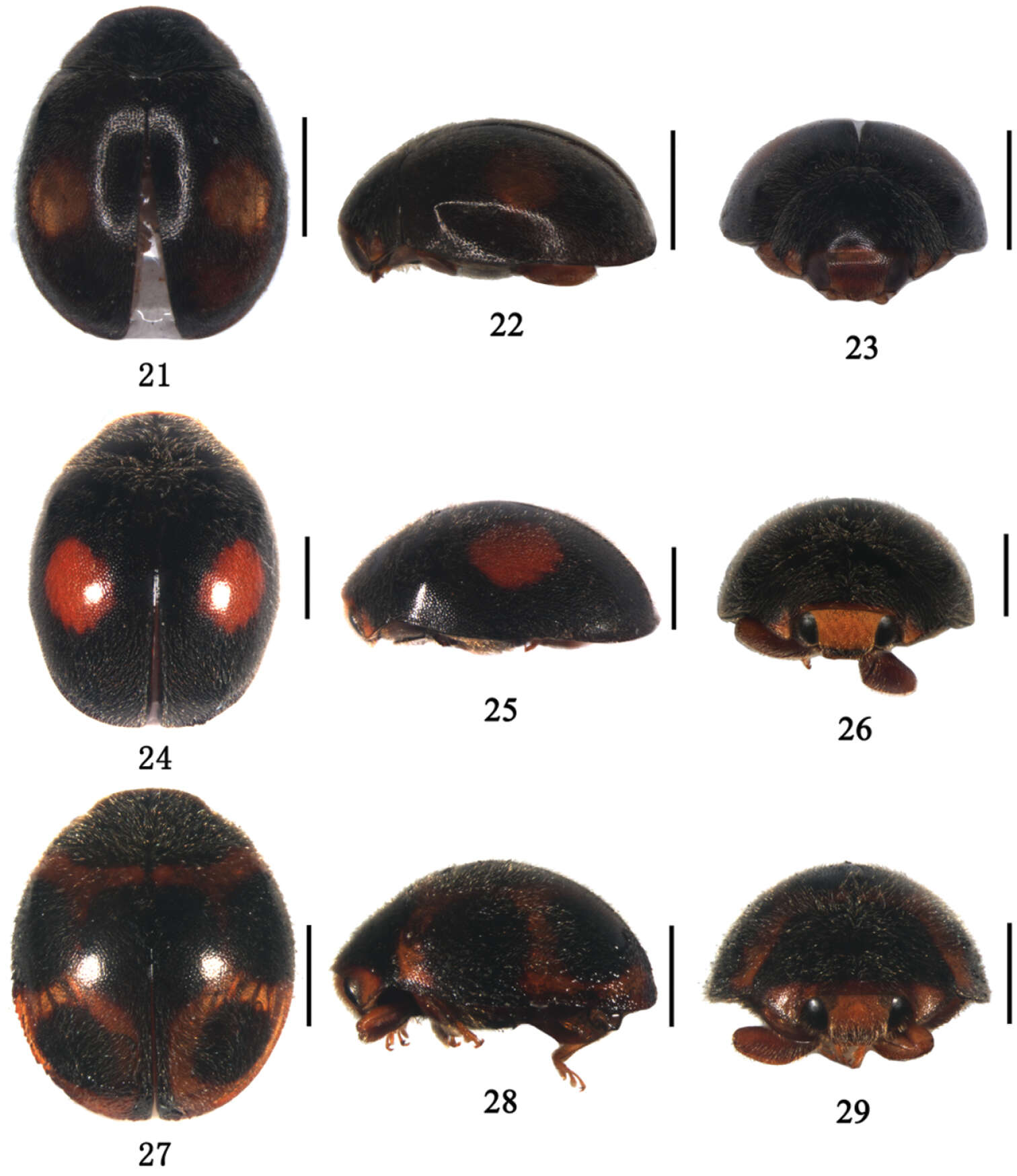 Sivun <i>Aspidimerus guangxiensis</i> Yu 2004 kuva