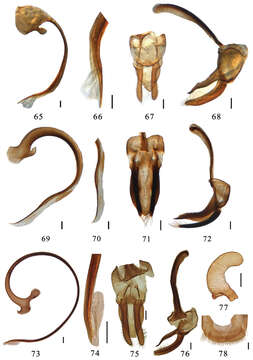 صورة Aspidimerus mouhoti Crotch 1874