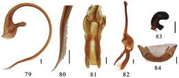 صورة Aspidimerus mouhoti Crotch 1874