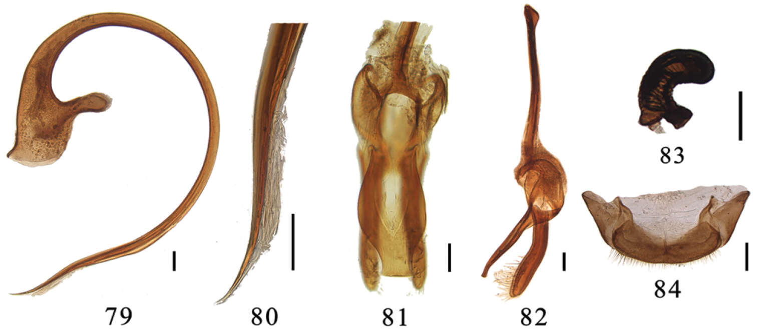 صورة Aspidimerus mouhoti Crotch 1874