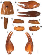 Euscorpiidae resmi