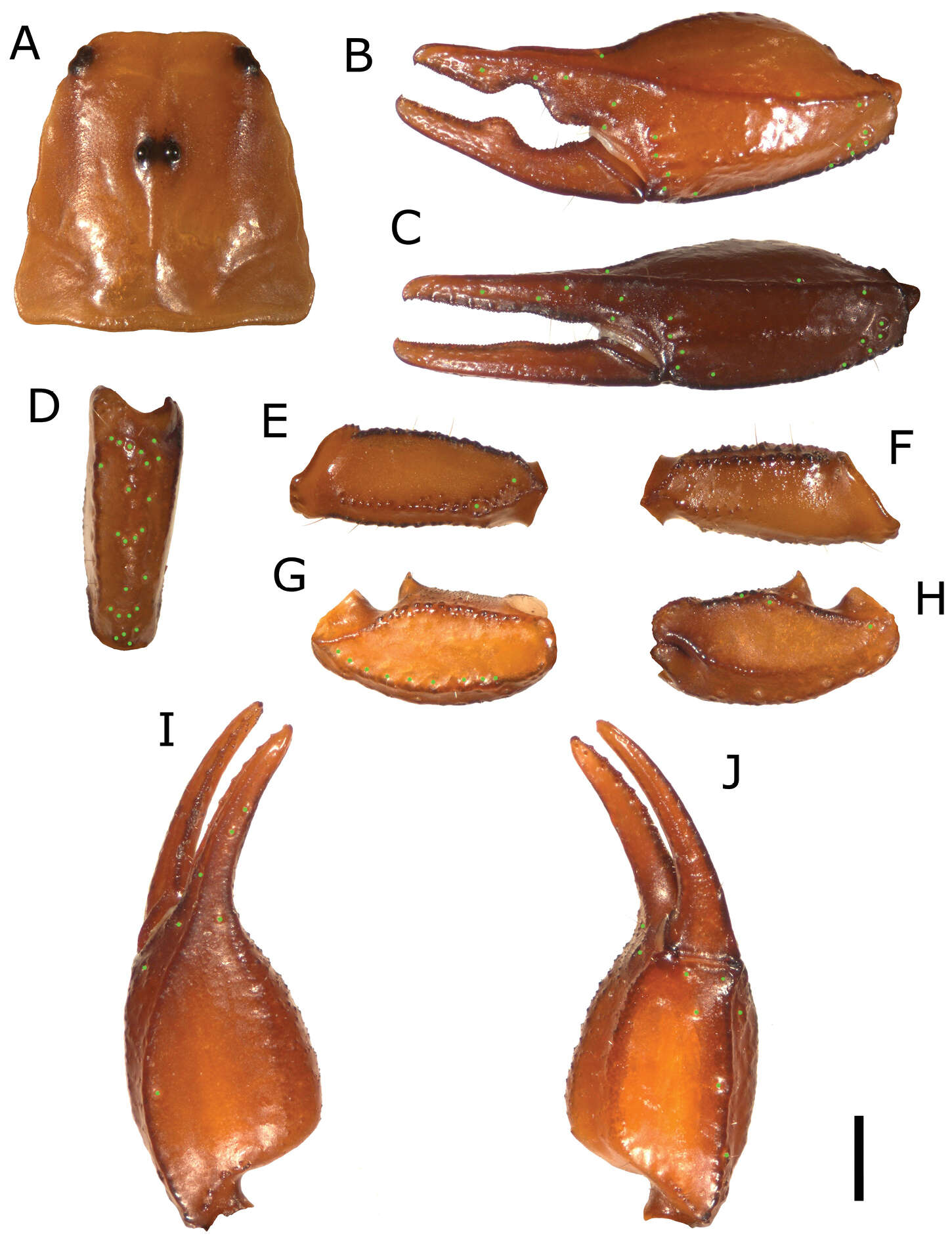 Sivun Euscorpius kuva