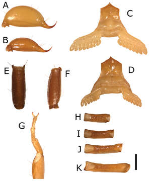 Sivun Euscorpius kuva