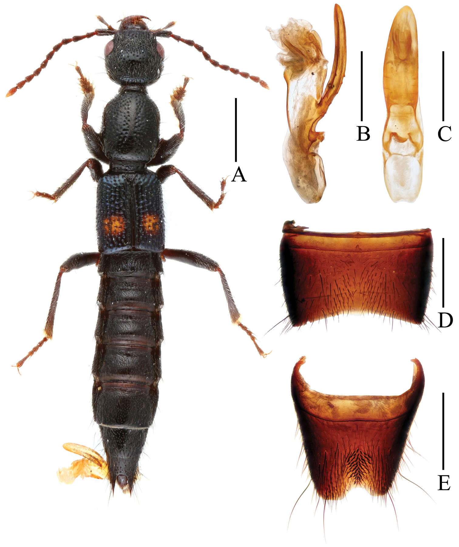 Image of Lobrathium luoxiaoense Li, Wen-Rong & Li-Zhen Li 2013