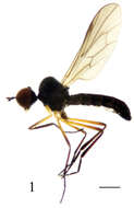 Image of hybotid dance flies