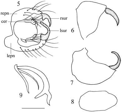 Image de Ocydromia