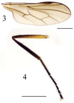 Imagem de Ocydromia