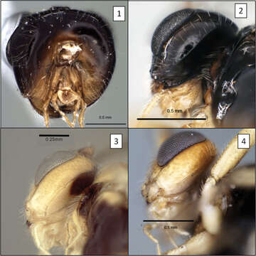 Image of Opius peleus Fischer 1970