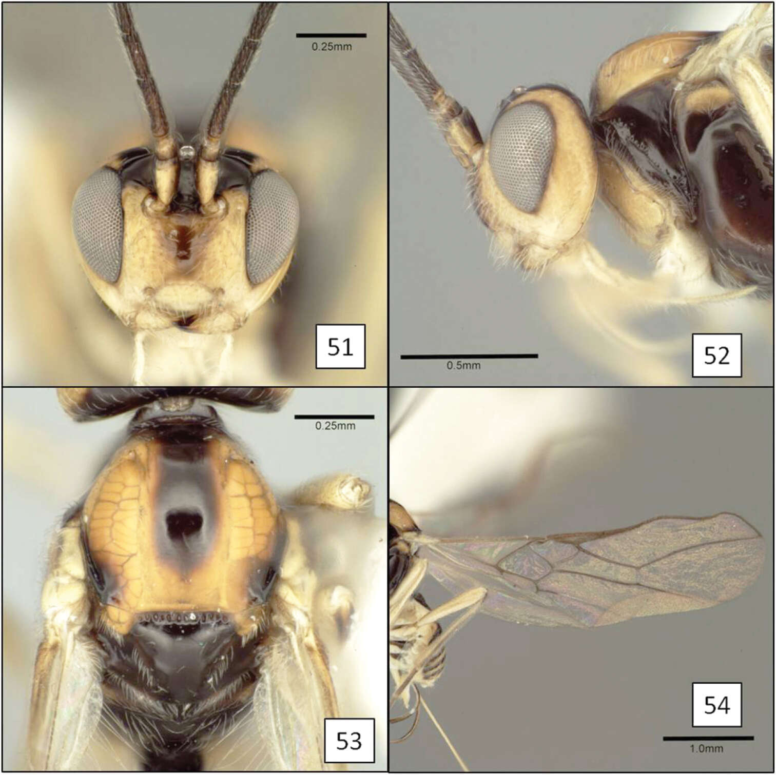 Image of Opius gabriellae Wharton