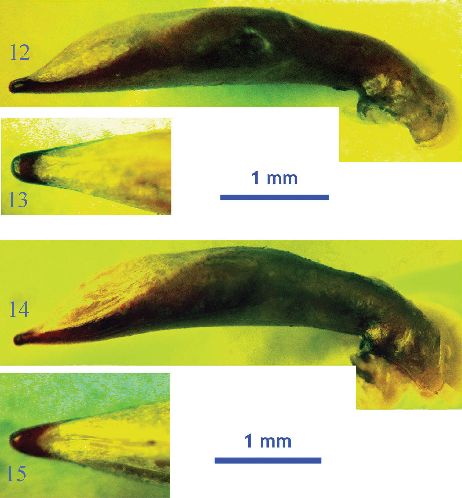 Image of Orthogonius euthyphallus Tian & Deuve 2013