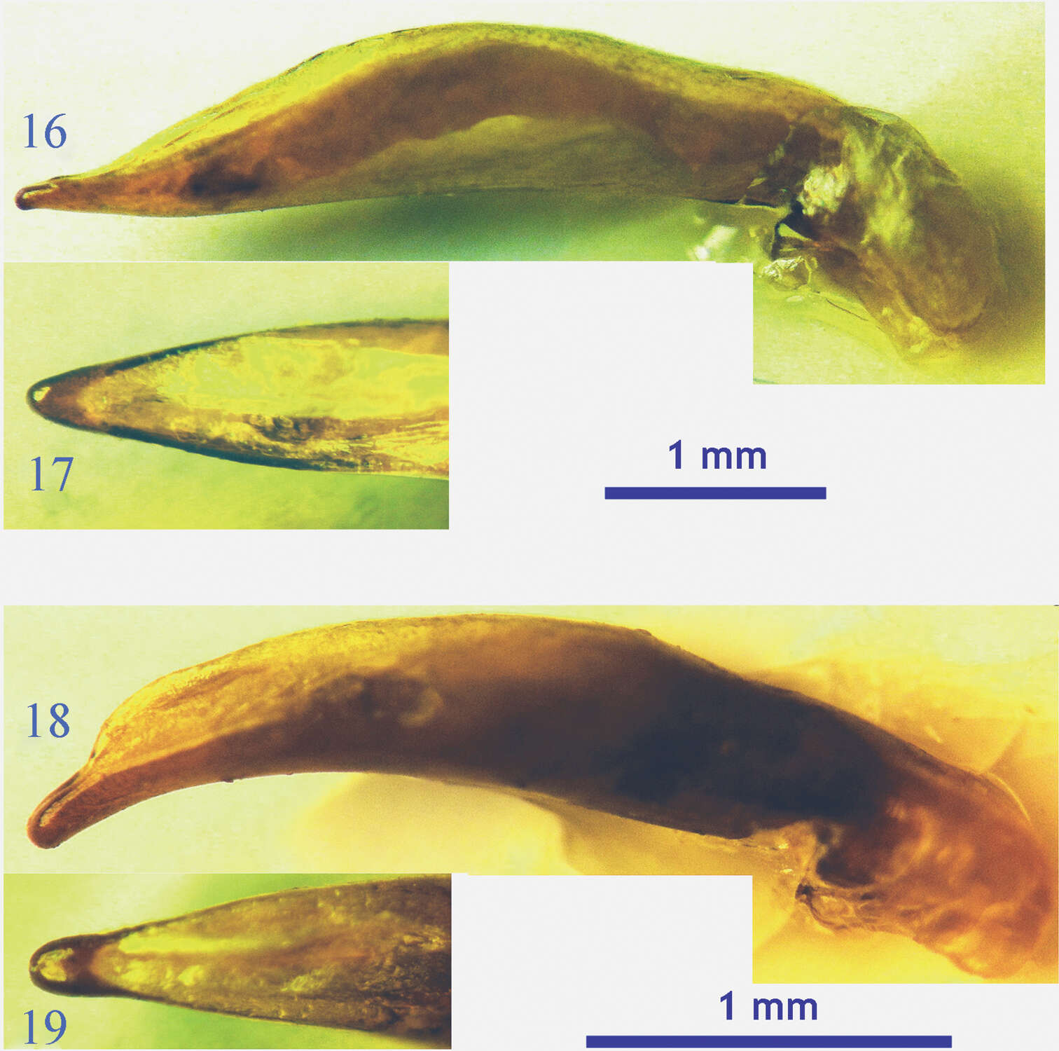 Image of Orthogonius carinatus Tian & Deuve 2013