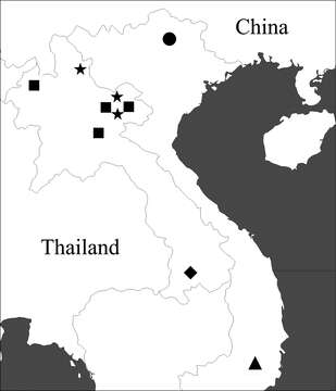 Image of Orthogonius macrophthalmus Tian & Deuve 2013