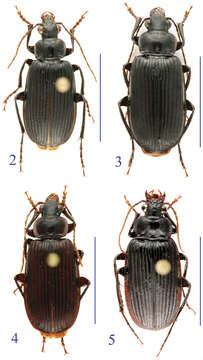 Image of Orthogonius macrophthalmus Tian & Deuve 2013