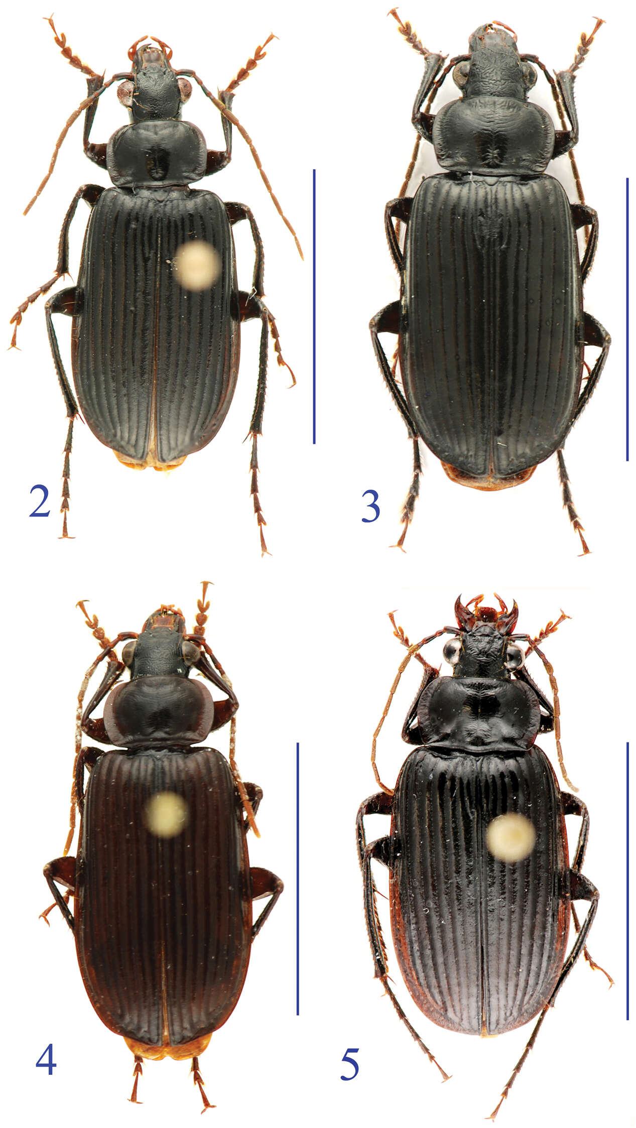 Image of Orthogonius macrophthalmus Tian & Deuve 2013