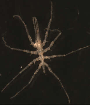 Image of sea spiders