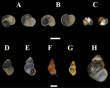 Plancia ëd Trichonia Schütt 1980