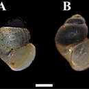 Image de Pseudamnicola negropontina (Clessin 1878)