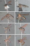 Image of Oidardis fontenellei Cezar, Fisher & Lamas 2013