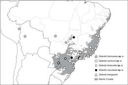 Image of Oidardis fontenellei Cezar, Fisher & Lamas 2013