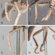 Image de Oidardis fontenellei Cezar, Fisher & Lamas 2013