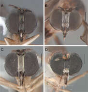 Image de Oidardis fontenellei Cezar, Fisher & Lamas 2013