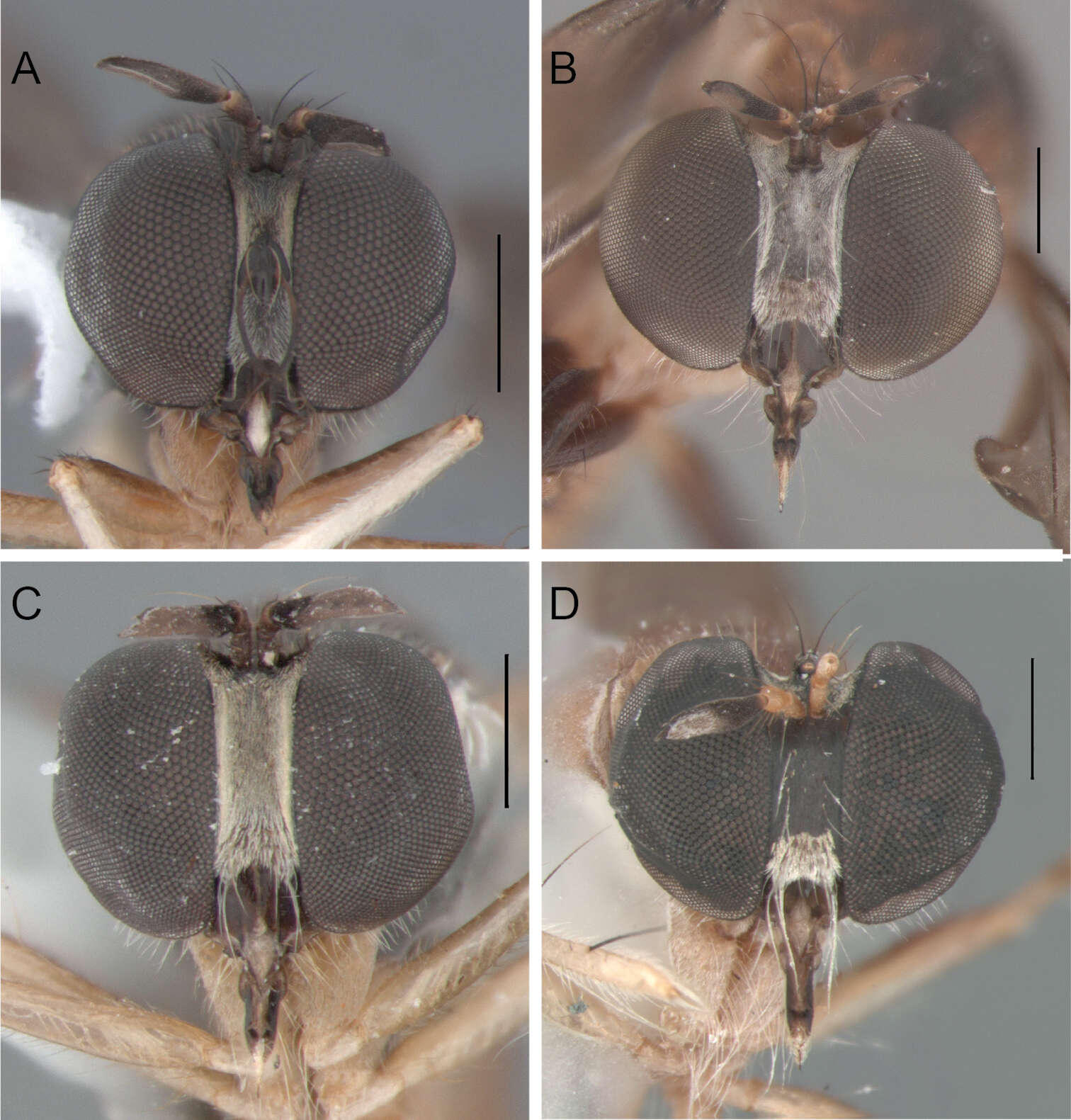 Image de Oidardis fontenellei Cezar, Fisher & Lamas 2013