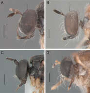 Image de Oidardis fontenellei Cezar, Fisher & Lamas 2013