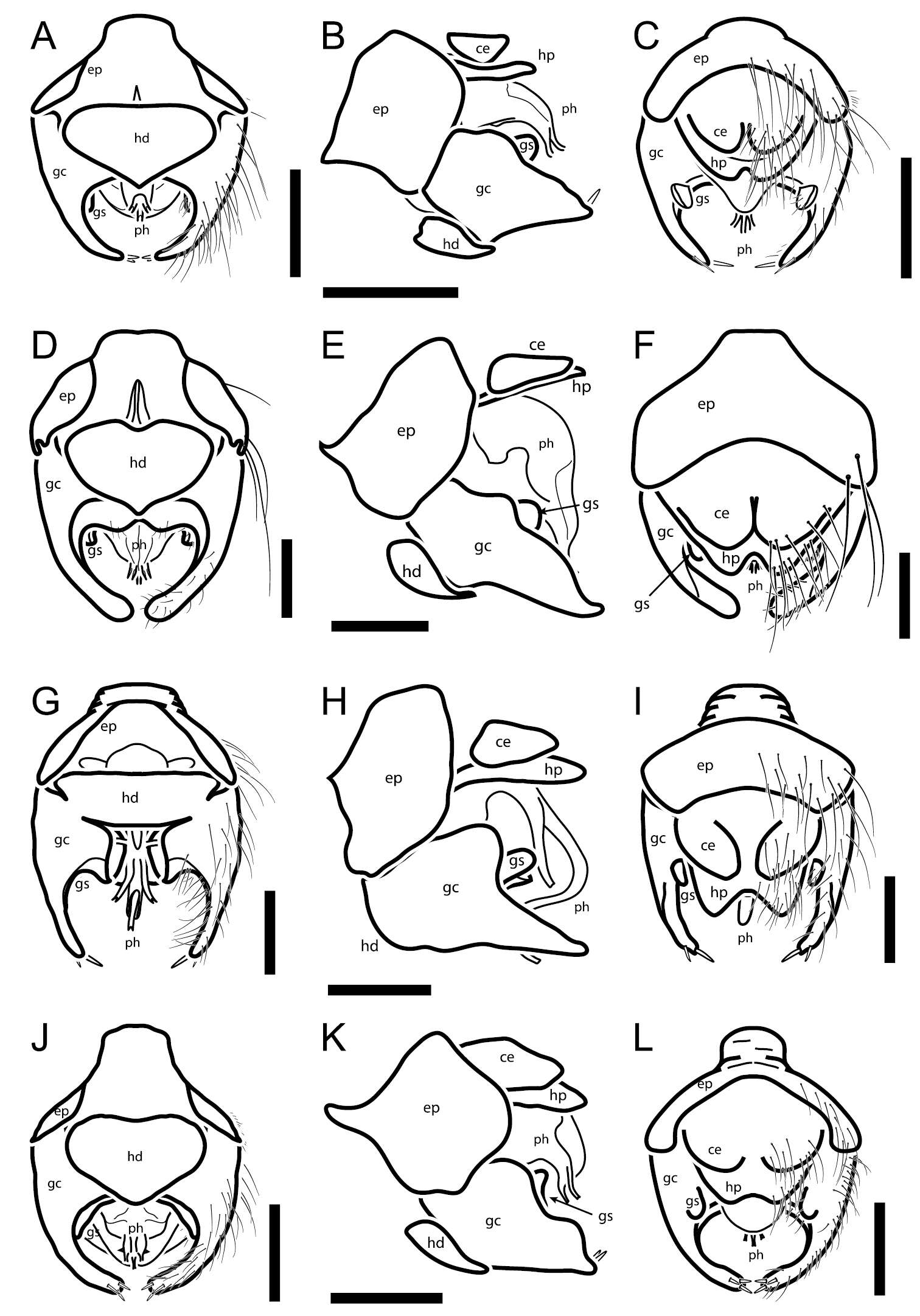 Image de Oidardis fontenellei Cezar, Fisher & Lamas 2013