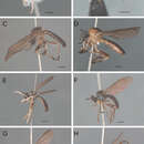 Image de Oidardis maculiseta Cezar, Fisher & Lamas 2013