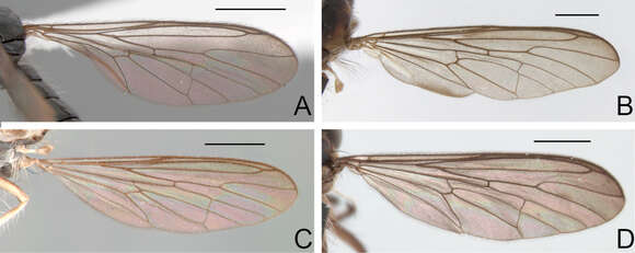 Image de Oidardis maculiseta Cezar, Fisher & Lamas 2013