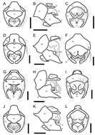 Image of Oidardis maculiseta Cezar, Fisher & Lamas 2013