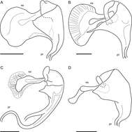 Image of Oidardis maculiseta Cezar, Fisher & Lamas 2013