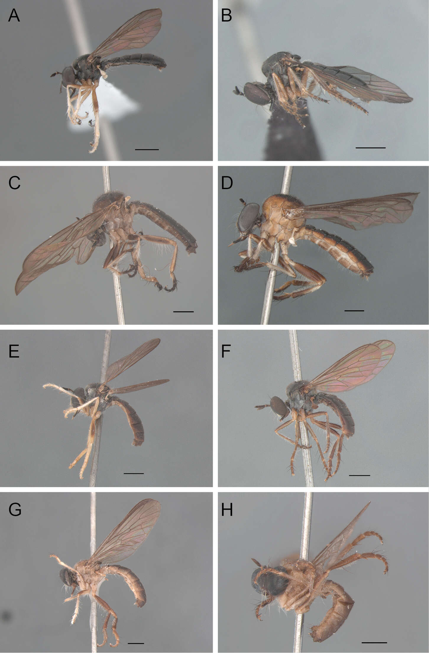 Image of Oidardis marinonii Cezar, Fisher & Lamas 2013