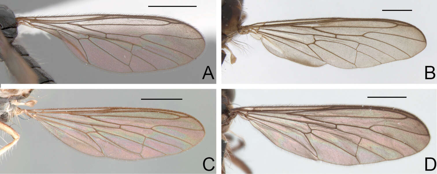 Image of Oidardis marinonii Cezar, Fisher & Lamas 2013